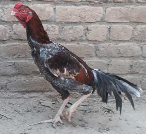 very nice hen.. in Peshawar, Khyber Pakhtunkhwa - Free Business Listing