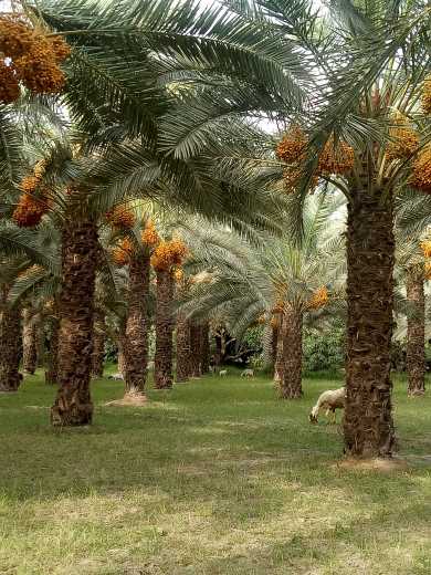 plants of date palms (Kha.. in Islamabad, Islamabad Capital Territory - Free Business Listing