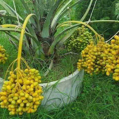 plants of date palms (Kha.. in Islamabad, Islamabad Capital Territory - Free Business Listing
