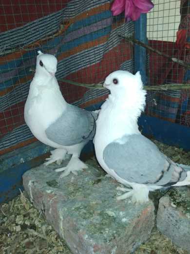 pigeon.. in Mahal - Free Business Listing