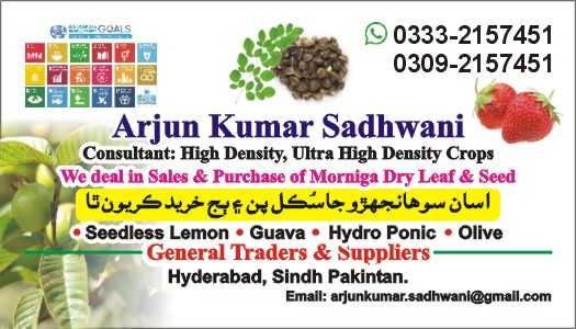 Moringa Seed & Dry Leaf P.. in Hyderabad, Sindh - Free Business Listing