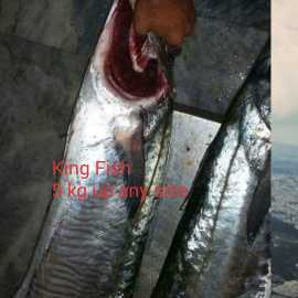 Fresh&Live seafood.. in Karachi, Sindh - Free Business Listing