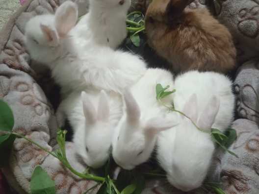 Giant Angora bunnies.. in Lahore, Punjab 54000 - Free Business Listing