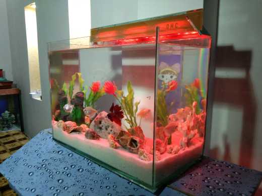 Betta fish Aquarium.. in Lahore, Punjab - Free Business Listing