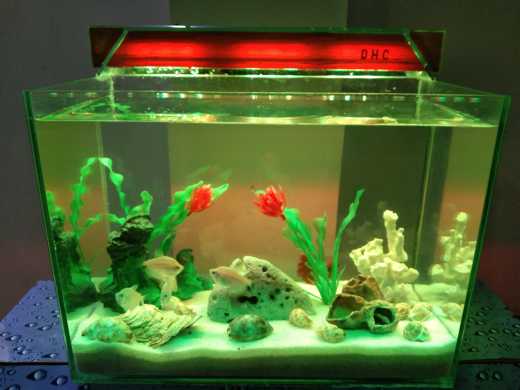 Betta fish Aquarium.. in Lahore, Punjab - Free Business Listing