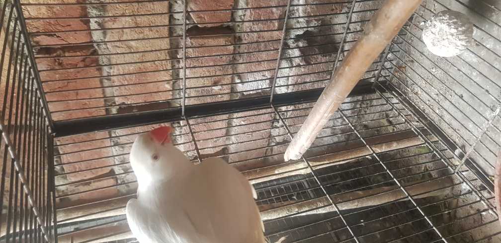 white ringneck patha.. in Lahore, Punjab - Free Business Listing
