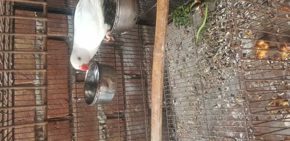 white ringneck patha.. in Lahore, Punjab - Free Business Listing