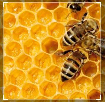 HONEY شہد.. in Karachi City, Sindh - Free Business Listing