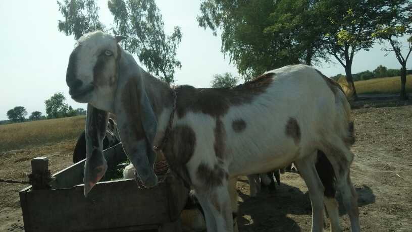 goat far sale.. in Nankana Sahib, Punjab - Free Business Listing