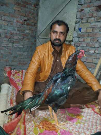 aseel hens.. in Lahore, Punjab - Free Business Listing