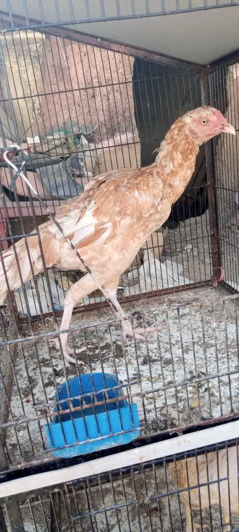 aseel hens.. in Karachi City, Sindh - Free Business Listing