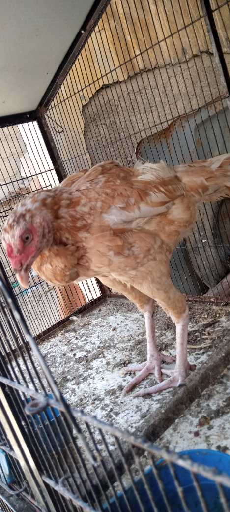 aseel hens.. in Karachi City, Sindh - Free Business Listing