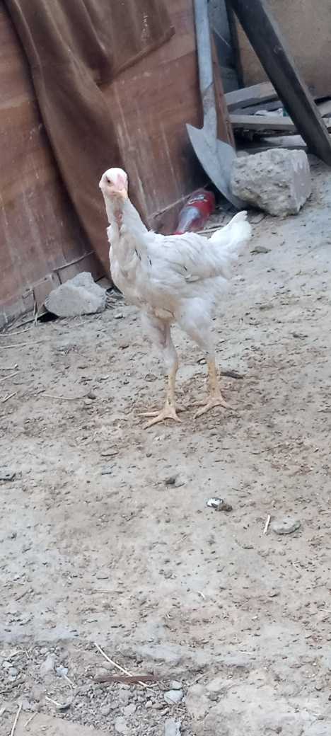 aseel hens.. in Karachi City, Sindh - Free Business Listing