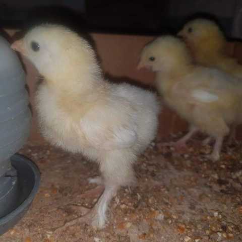 golden misri chicks.. in Lahore - Free Business Listing
