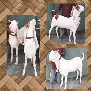 goats.. in Karachi City, Sindh - Free Business Listing