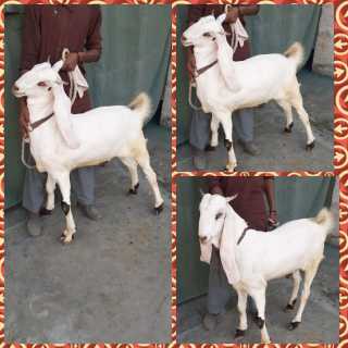 goats.. in Karachi City, Sindh - Free Business Listing