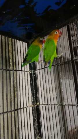 Love birds Fisher breedr .. in Lahore, Punjab 54000 - Free Business Listing