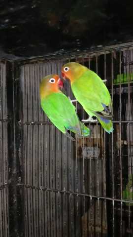 Love birds Fisher breedr .. in Lahore, Punjab 54000 - Free Business Listing