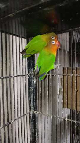 Love birds Fisher breedr .. in Lahore, Punjab 54000 - Free Business Listing