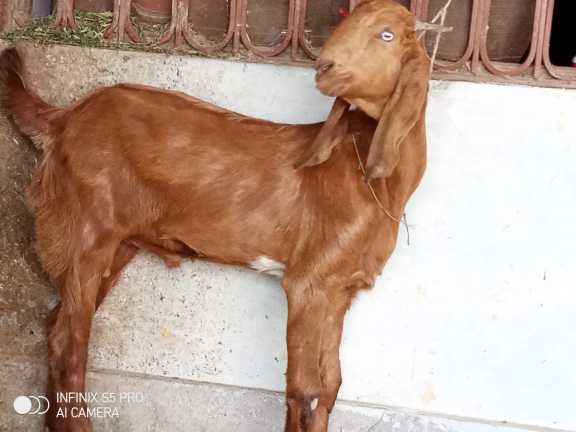 Malik goat Farmer Mashall.. in Islamabad, Islamabad Capital Territory - Free Business Listing