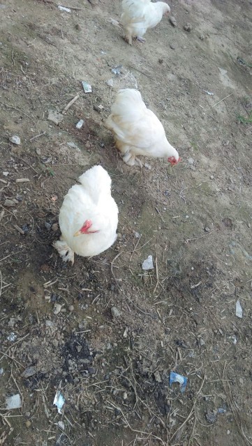 Pure White Bantam chicks.. in Islamabad, Islamabad Capital Territory - Free Business Listing