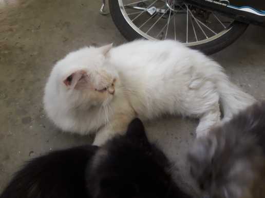 persian pair cats breeder.. in Rawalpindi, Punjab 46000 - Free Business Listing