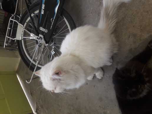 persian pair cats breeder.. in Rawalpindi, Punjab 46000 - Free Business Listing