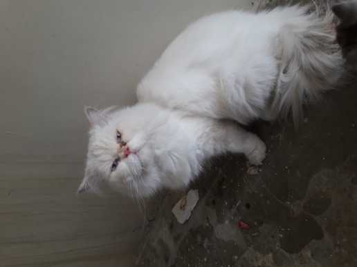 persian pair cats breeder.. in Rawalpindi, Punjab 46000 - Free Business Listing