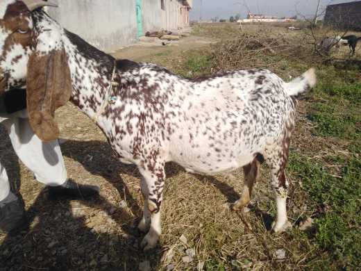 makicheeni bakri 4 month .. in Haripur, Khyber Pakhtunkhwa - Free Business Listing