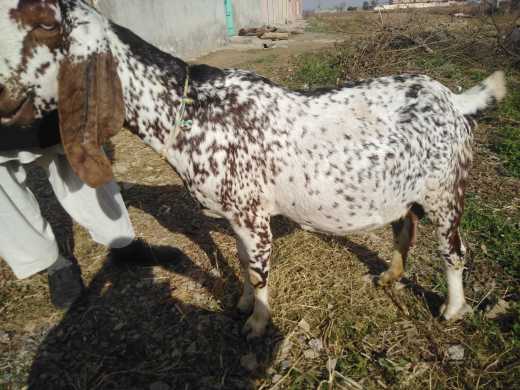 makicheeni bakri 4 month .. in Haripur, Khyber Pakhtunkhwa - Free Business Listing