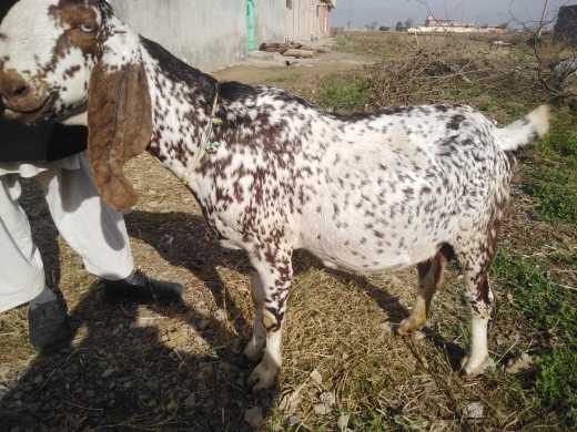 makicheeni bakri 4 month .. in Haripur, Khyber Pakhtunkhwa - Free Business Listing