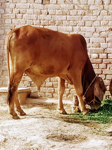 Wacha (Bull) Kheera Janwa.. in Faisalabad, Punjab - Free Business Listing