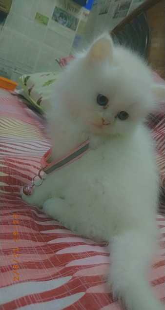 Persian kitten  cats peri.. in Lahore, පන්ජාබ් 54600 - Free Business Listing