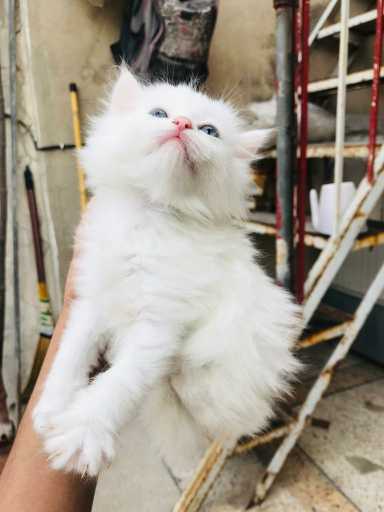 Persian kitten  cats peri.. in Lahore, පන්ජාබ් 54600 - Free Business Listing