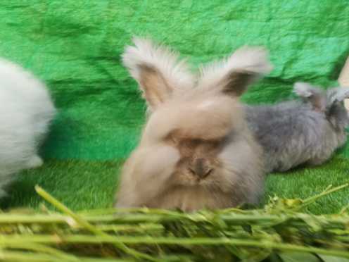 English Angora bunnies.. in Lahore, Punjab - Free Business Listing