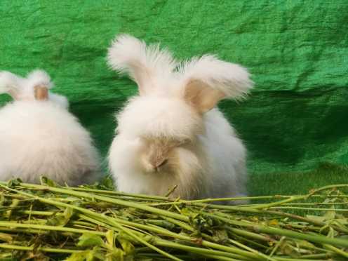 English Angora bunnies.. in Lahore, Punjab - Free Business Listing