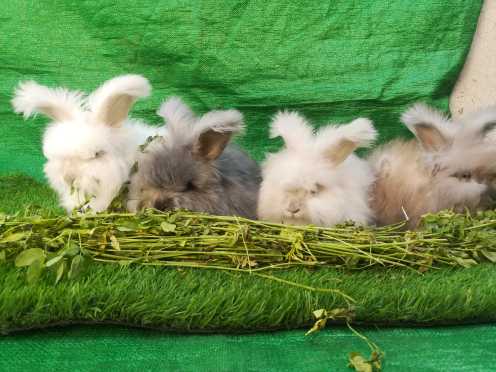 English Angora bunnies.. in Lahore, Punjab - Free Business Listing