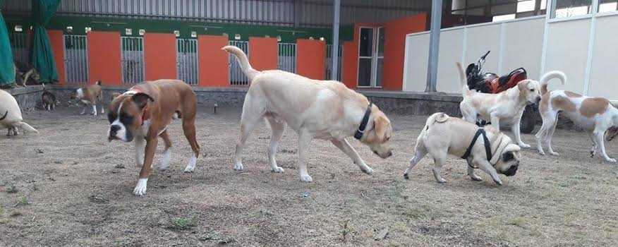 Pandya's Dog Training , D.. in Zundal, Gujarat 382421 - Free Business Listing