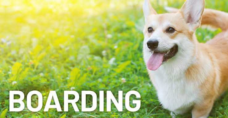 Pandya's Dog Training , D.. in Zundal, Gujarat 382421 - Free Business Listing