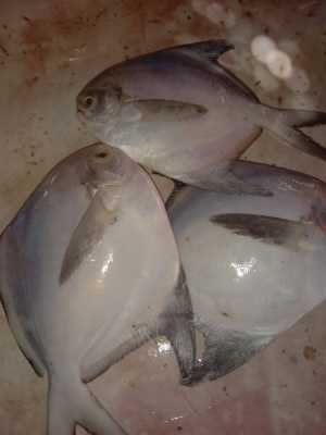 White paplet fish A great.. in Karachi City, Sindh - Free Business Listing