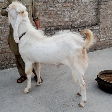 gulabi breeder 6 dantt.. in Haripur, Khyber Pakhtunkhwa - Free Business Listing