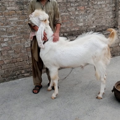 gulabi breeder 6 dantt.. in Haripur, Khyber Pakhtunkhwa - Free Business Listing