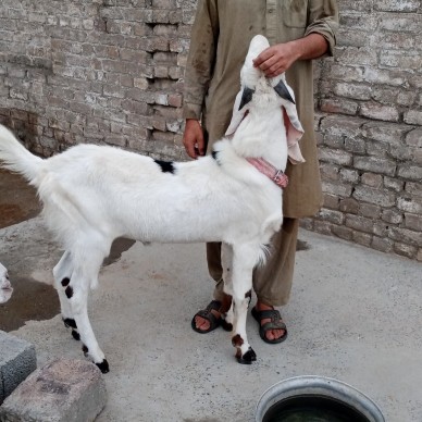 ranjanpuri gulabi breed 2.. in Haripur, Khyber Pakhtunkhwa - Free Business Listing