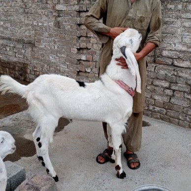 ranjanpuri gulabi breed 2.. in Haripur, Khyber Pakhtunkhwa - Free Business Listing