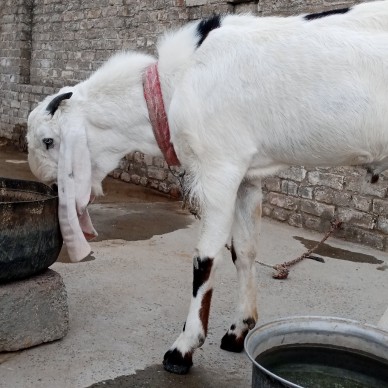 ranjanpuri gulabi breed 2.. in Haripur, Khyber Pakhtunkhwa - Free Business Listing